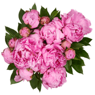 Pioenrozen