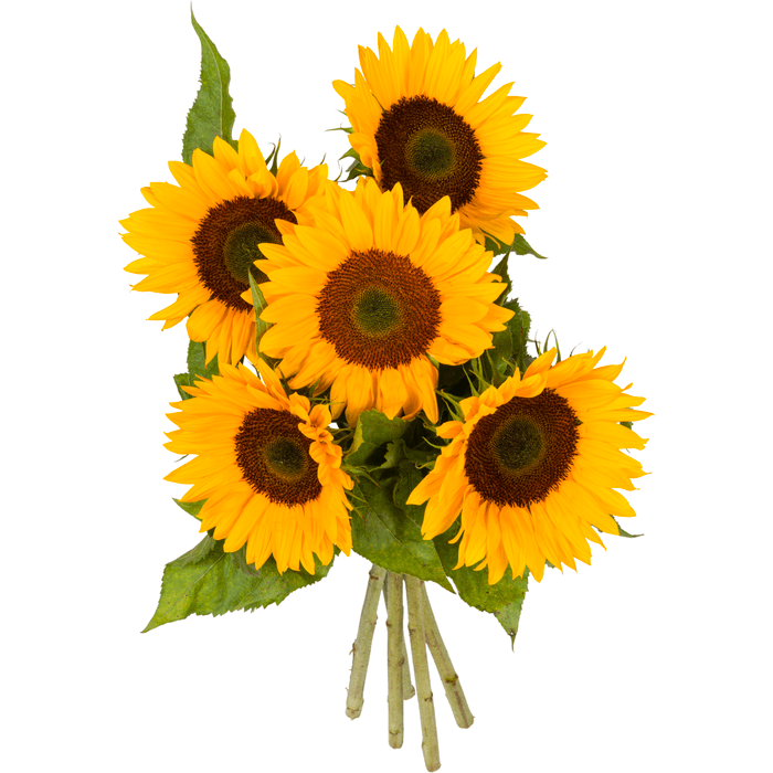 Zonnebloemen