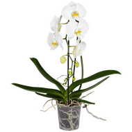 Orchidee