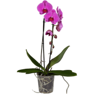 Bloemen Orchidee cascade