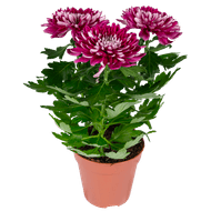 DekaMarkt Chrysant pot pluis