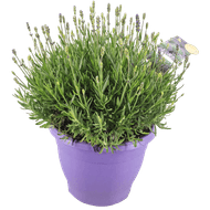 DekaMarkt Lavendel in terraspot