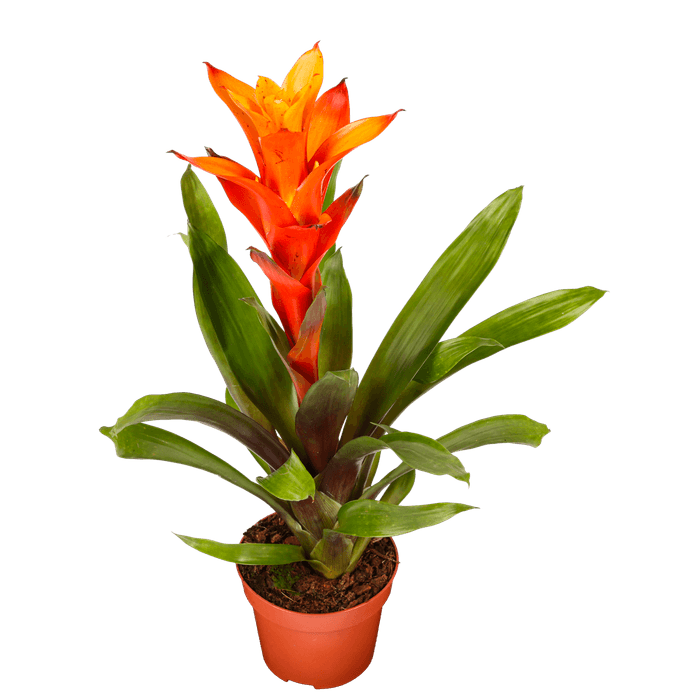 DekaMarkt Bromelia