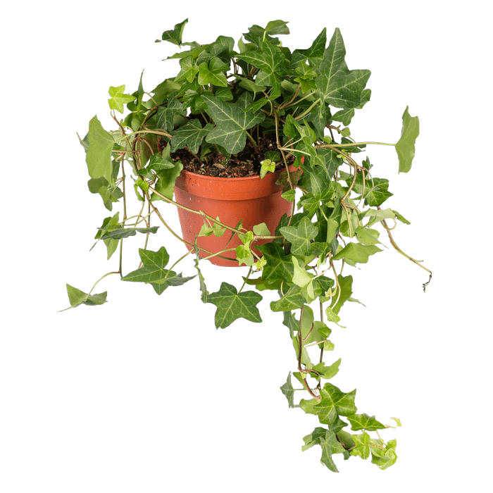 Hedera
