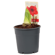 DekaMarkt Amaryllis op pot