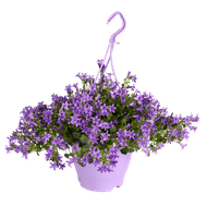 Campanula hangplant p19