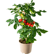 Tomatenplant potmaat 12 cm