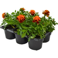 Tagetes Potmaat 10.5 cm.