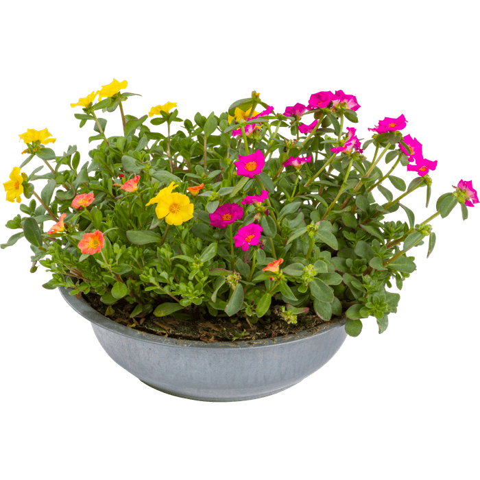 Portulaca in zinkenschaal