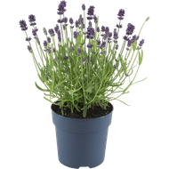 Lavendel hidcote