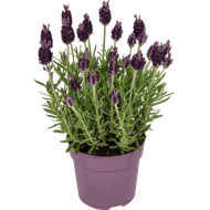 Lavendel
