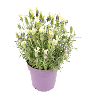 Lavendel anouk wit