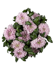 Chrysant geplozen