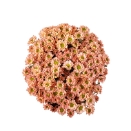 Chrysant santini