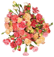Bloemen Trosanjer 10 stelen