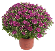 Bloemen Bolchrysant p19
