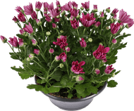 Bloemen Chrysant schaal p23
