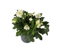 Helleborus