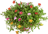 Portulaca p17