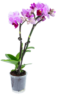 Orchidee