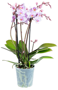 Bloemen Orchidee multiflora