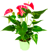 DekaMarkt Anthurium