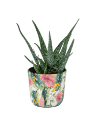 Aloe vera potmaat 14 cm.