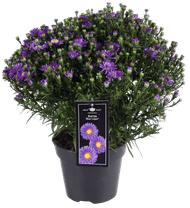 Dekamarkt Tuin aster p17