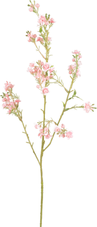 DekaMarkt Zijden waxflower roze