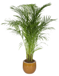 DekaMarkt Areca palm