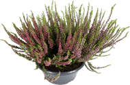 Calluna schaal potmaat 24 cm.