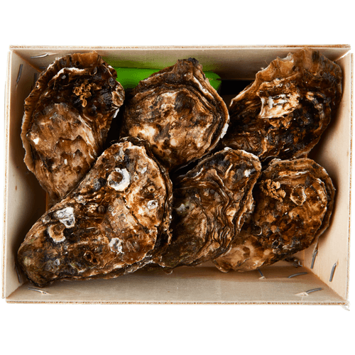 Foto van Premier Zeeuwse oesters nr 3 6 stuks op witte achtergrond