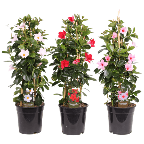 Foto van Mandeville op witte achtergrond