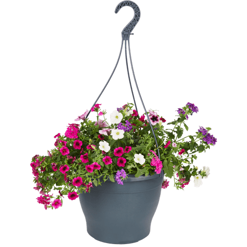 Foto van Hanging basket potmaat 27 cm op witte achtergrond