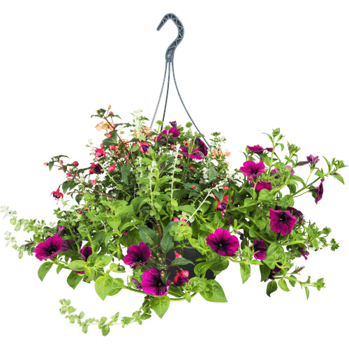 Foto van Hanging basket potmaat 27 cm op witte achtergrond