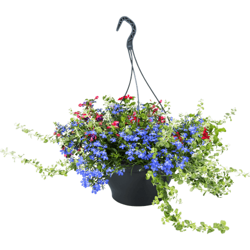 Foto van Hanging basket potmaat 27 cm op witte achtergrond