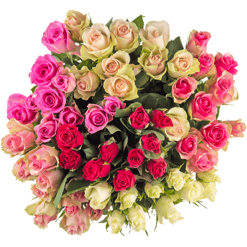 Foto van Rozen op witte achtergrond