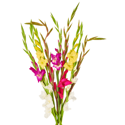 Foto van Bloemen Gladiool op witte achtergrond