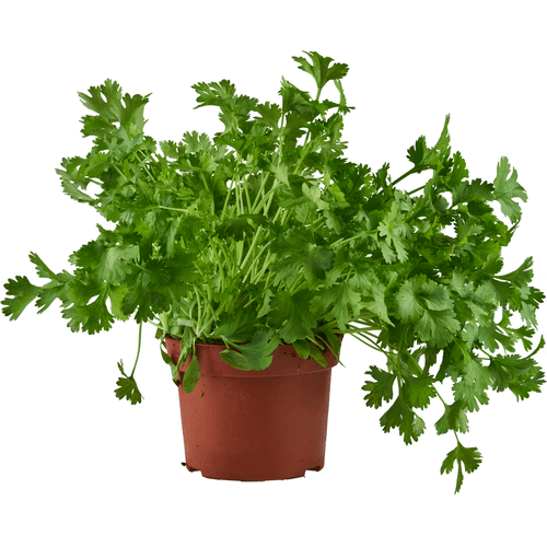 Foto van Koriander grote pot op witte achtergrond
