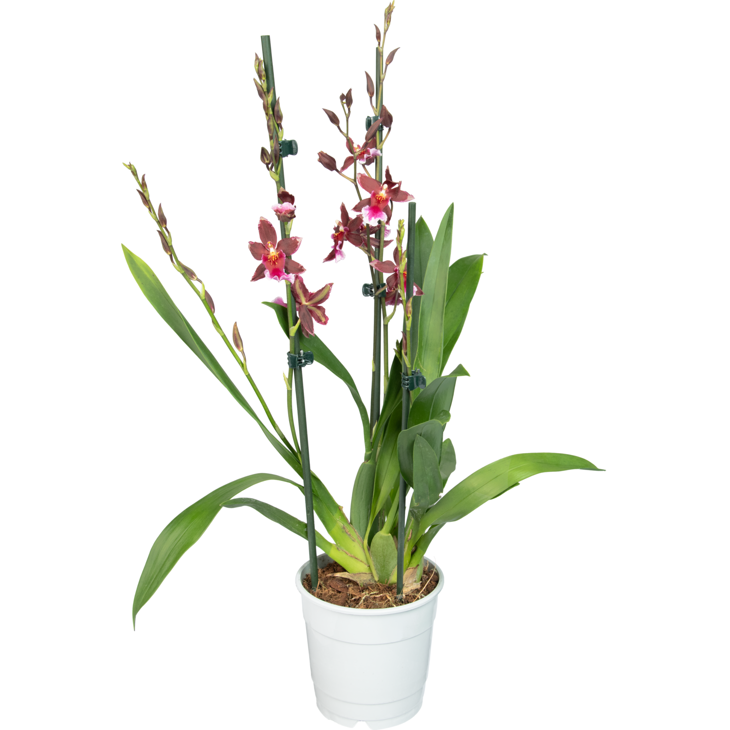 Cambria orchidee barrocco