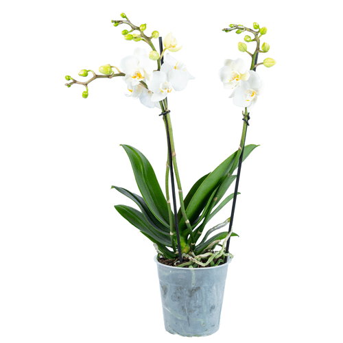 Foto van Bloemen Orchidee multiflora op witte achtergrond