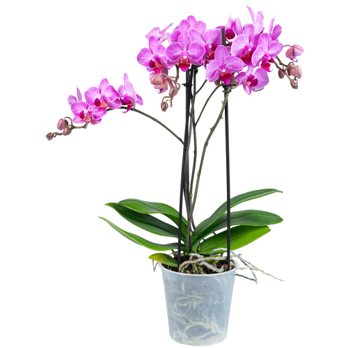 Foto van Bloemen Orchidee multiflora op witte achtergrond