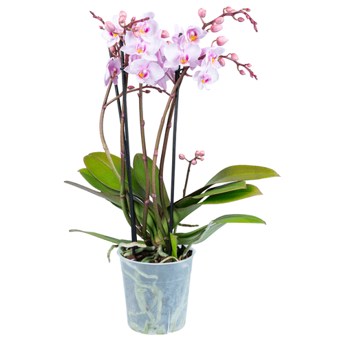Foto van Bloemen Orchidee multiflora op witte achtergrond