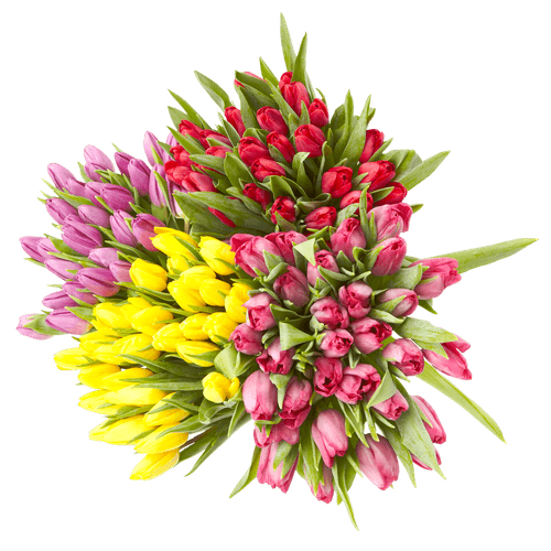 Foto van DekaMarkt Tulpen pastel mix op witte achtergrond