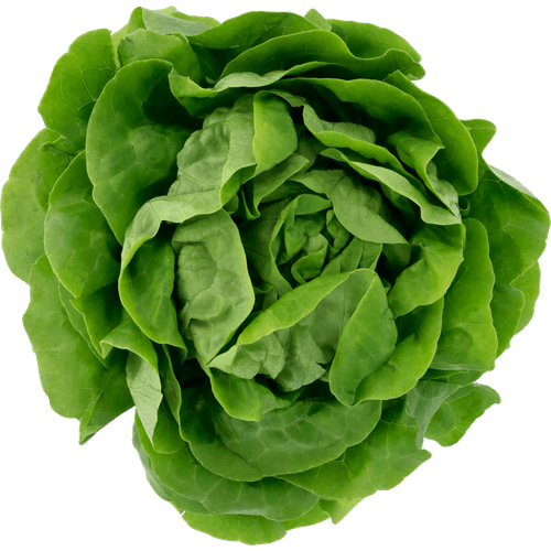 Foto van Kropsla op witte achtergrond