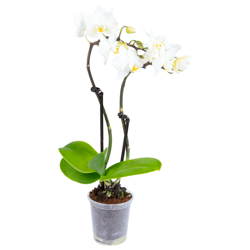 Foto van Orchidee op witte achtergrond
