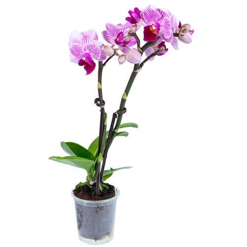 Foto van Orchidee op witte achtergrond