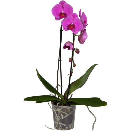 Foto van Bloemen Orchidee cascade op witte achtergrond