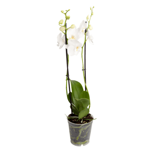 Foto van Bloemen Orchidee cascade op witte achtergrond