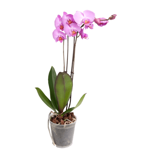 Foto van Bloemen Orchidee cascade op witte achtergrond